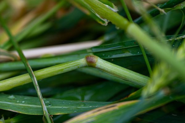 2025-06-05 UK2025_FUL1551