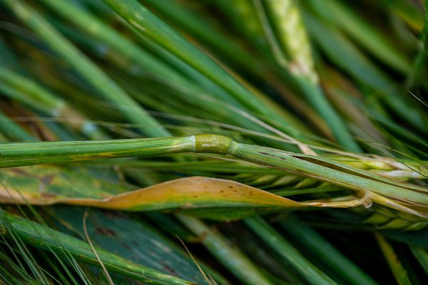 2025-06-05 UK2025_FUL1562 Kopie